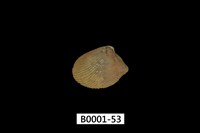 藏品(銀錦蛤)的圖片